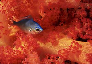 Chromis on soft coral in the Red Sea. Taken with Canon F1... by Len Deeley 